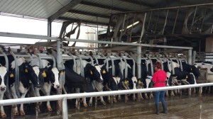 KU SAR Dakin Dairy April 2015 (3)