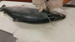 KU SAR Fileting Salmon June 2015 (7)