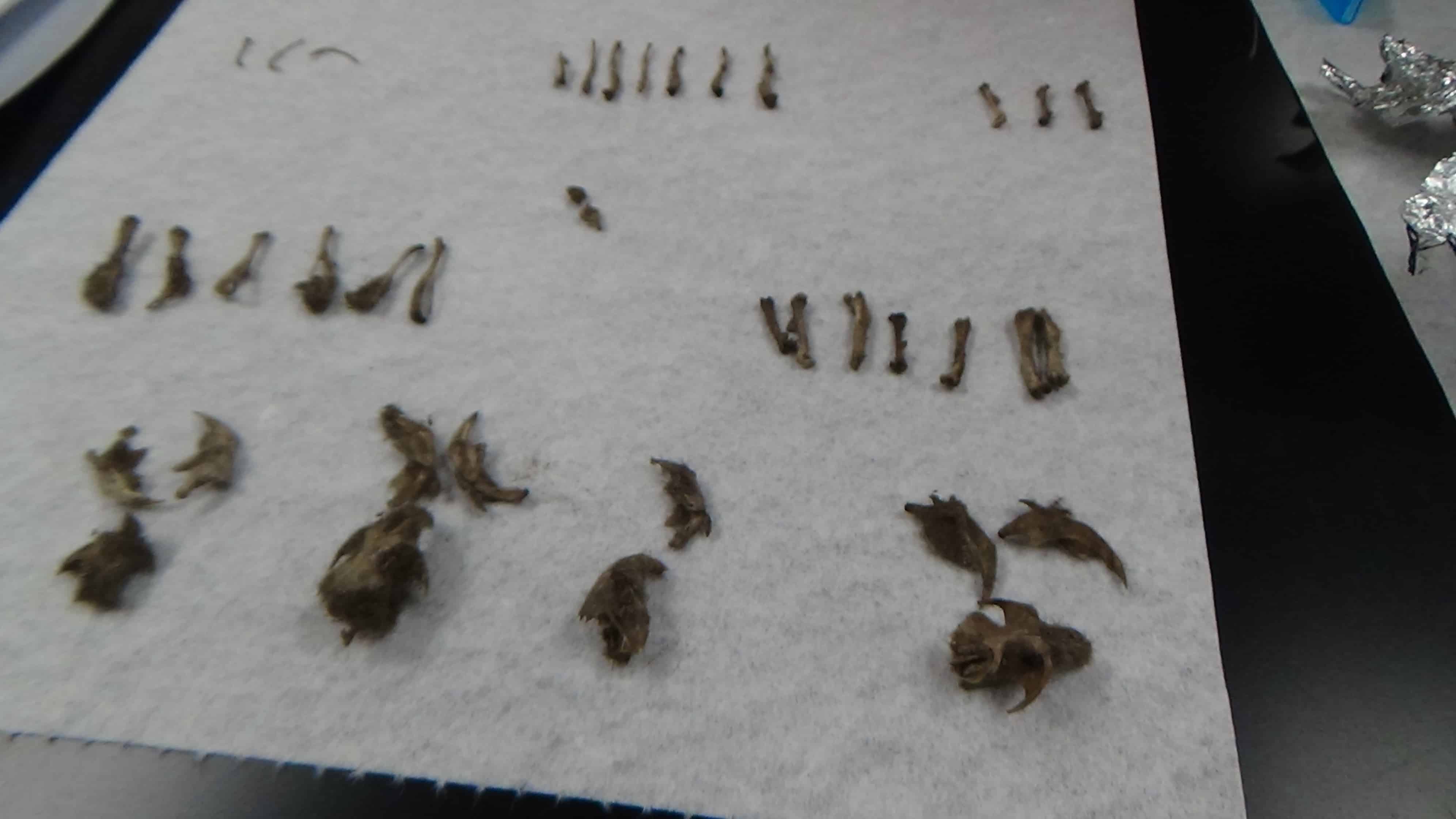 Forensic Investigation Students Examine Owl Pellets - Keiser