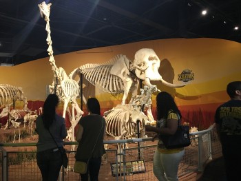 RT trip to skeleton museum April 2016 (5)