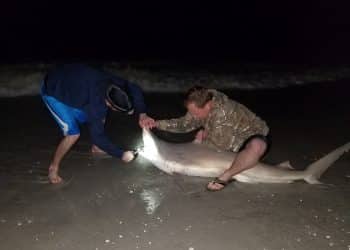 Shark Hunters Jan 2017 2 - Keiser University Fort Myers And "shark Hookers" Team Up For Night Of Shark Tagging - Seahawk Nation