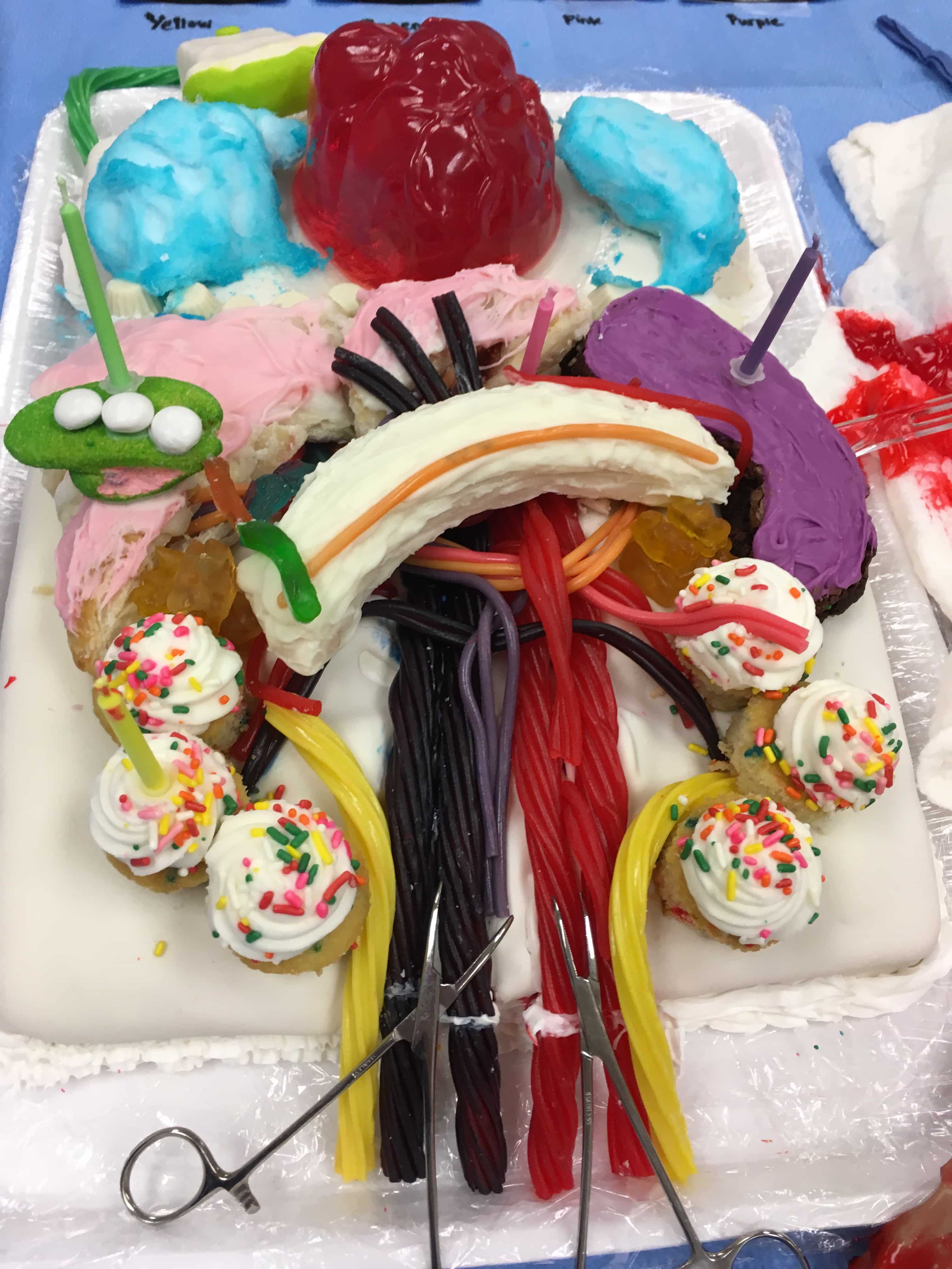 DMS Students Build 3-D Anatomy Model