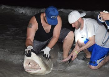 Sga Shark April 2017 6 - Fort Myers Student Government Association Sponsors Late Night Student Shark Fishing Trip - Community News