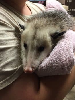 Bws Opossum 2 - Busch Wildlife Sanctuary Visits The West Palm Beach Campus - Seahawk Nation