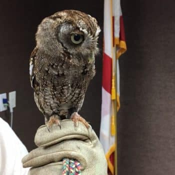 Bws Owl 4 - Busch Wildlife Sanctuary Visits The West Palm Beach Campus - Seahawk Nation