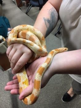 Bws Snake - Busch Wildlife Sanctuary Visits The West Palm Beach Campus - Seahawk Nation