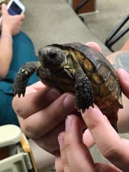 Bws Turtle 2 - Busch Wildlife Sanctuary Visits The West Palm Beach Campus - Seahawk Nation