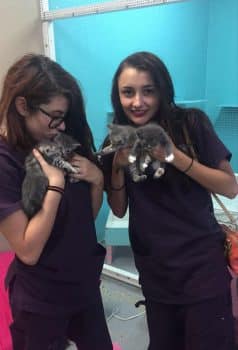 Ma Fundraiser For Spca May 2017 2 - Medical Assisting Students In New Port Richey Help Aspca - Community News