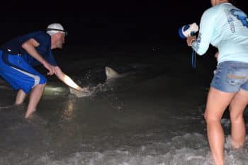 Shark Awareness July 2017 4 - Ft. Myers Supports Shark Conservation For Shark Awareness Day� - Featured Articles