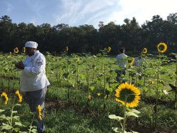 Ku Tlh Farm Tour Aug 2017 3 - Culinary Students Visit Orchard Pond Organics - Academics