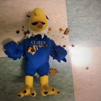 Orl Skylar Cookie - Where Is Skylar On National Chocolate Chip Cookie Day? - Seahawk Nation