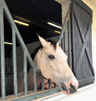 Img 0839 3 - Equestrian Open House Draws Crowd To Hear About New Program - Academics