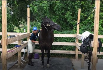 Julie Cleaning Horse A - Keiser University Faculty Members Enjoy Equine Studies Program Introduction - Keiser University Flagship