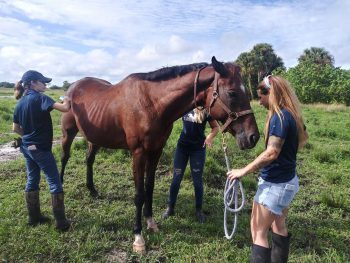 Flagship Equestrian C 10 20 - Keiser University Equestrian Students Support Thoroughbreds At Rehoming Facility - Keiser University Flagship