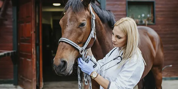 Biomedical Sciences BS (Equine Studies)